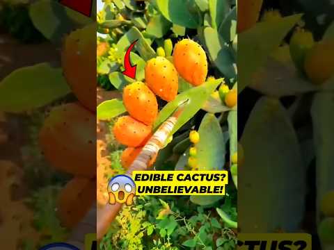 🌵This Cactus Fruit