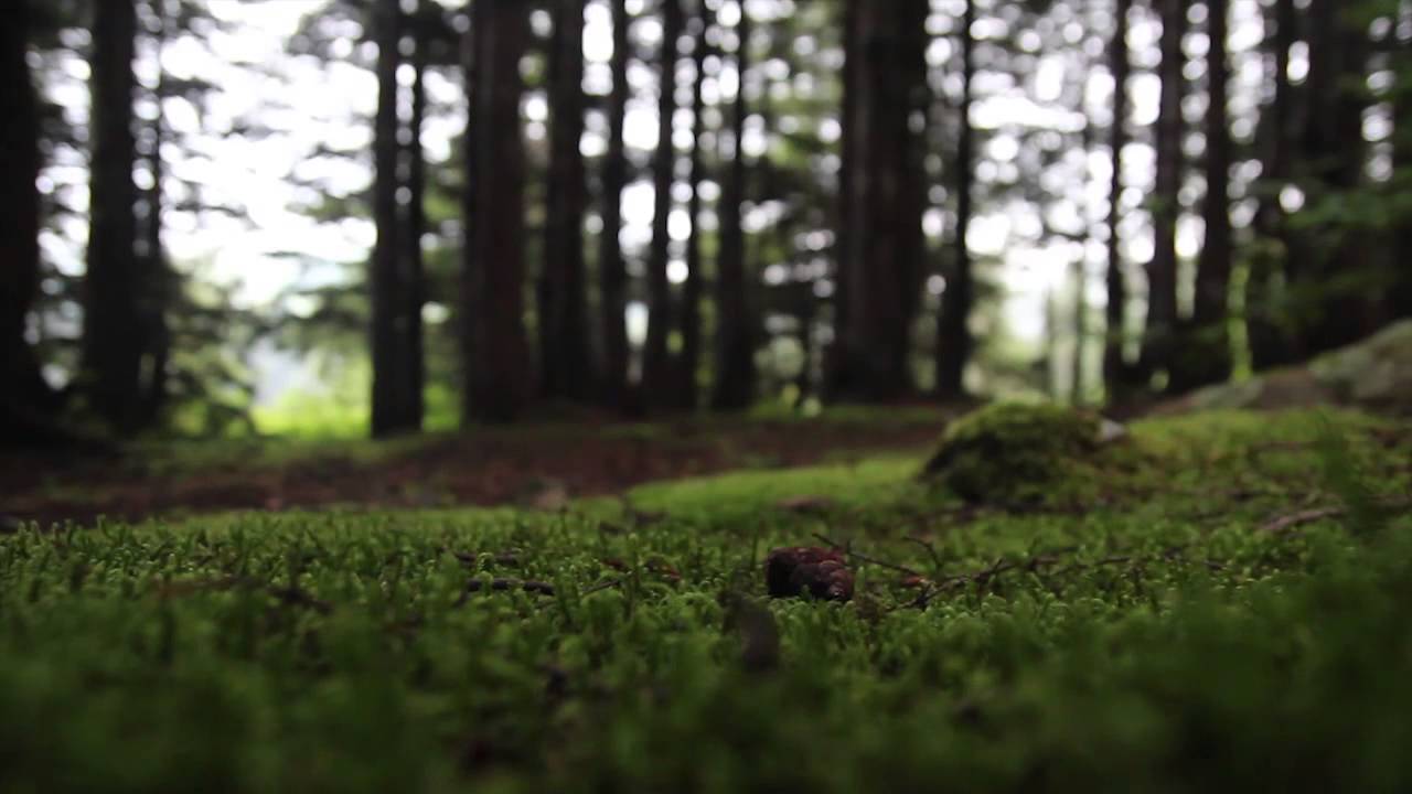 Ordu Turnalık Yaylası / Serin Memleket