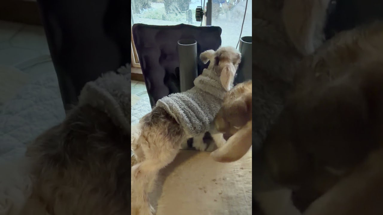 1st Time Mama Goat Bonding w/ Baby Boy Absolutely so Precious -11 Out So Now We Have House Goats