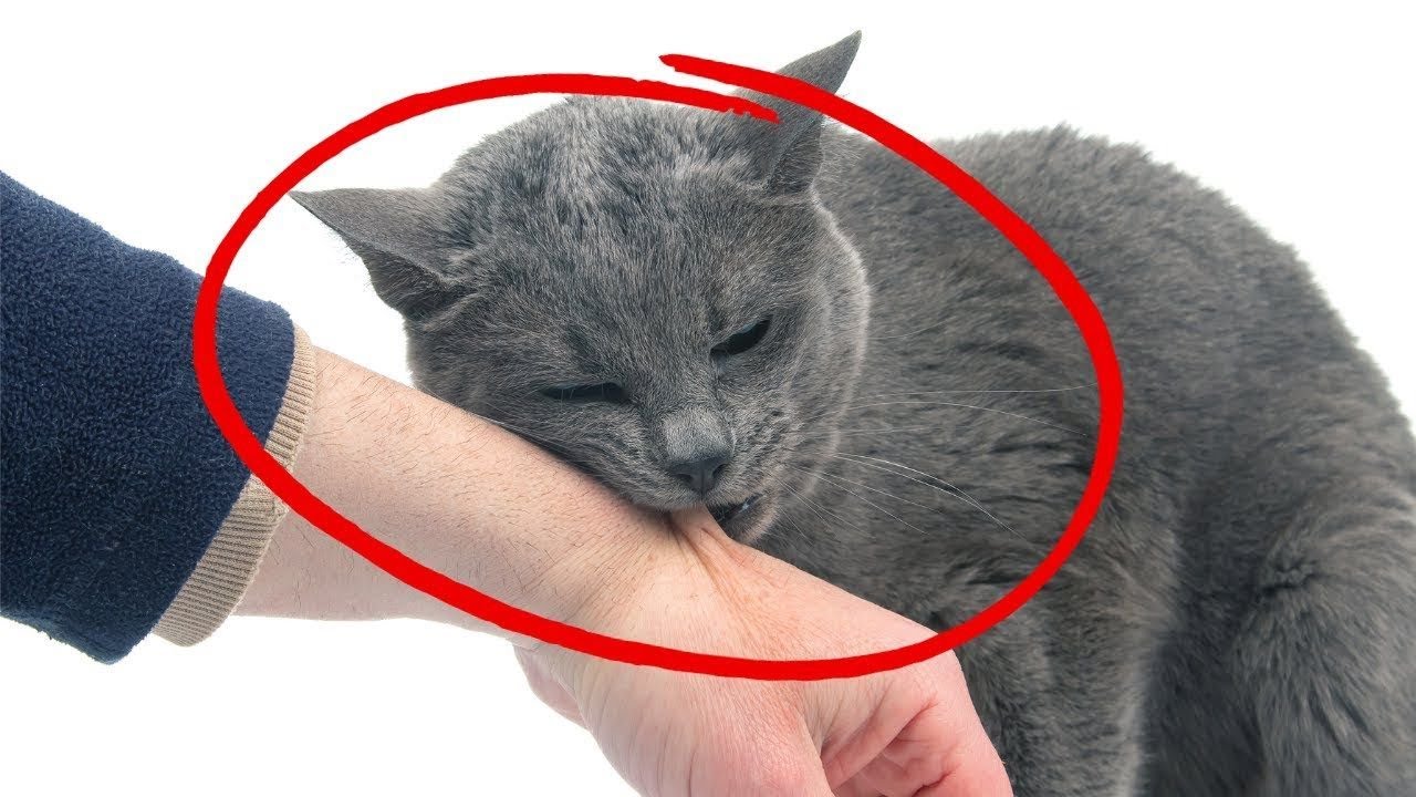 Anzeichen Dass Deine Katze Dich Töten Will Aufgedeckt: 12 wahre Anzeichen dafür, dass deine Katze dich für ihre