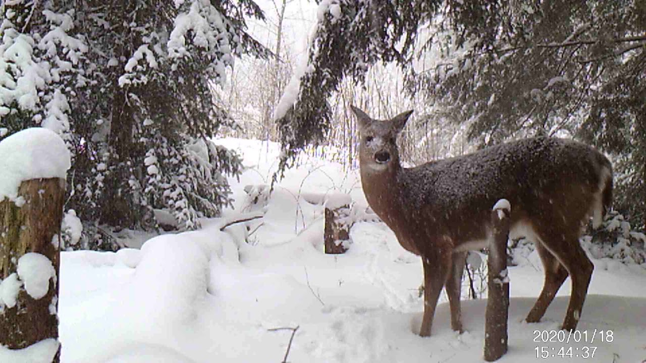 White Tailed Deer eating in winter YouTube