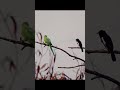 Tiny but Fearless! Oriental Magpie Robin Annoys Rose-Ringed Parakeet | Sony A7C + 200-600mm