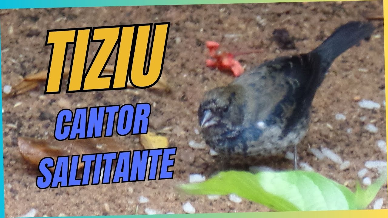 TIZIU, show de pássaro! #birdsong #freebirds