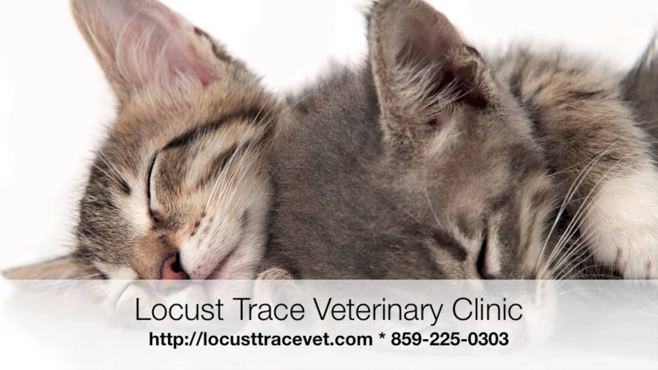 Lexington Veterinarians Vet Lexington Kentucky Veterinary Clinic