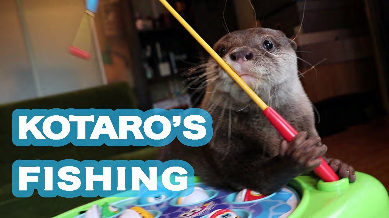 カワウソ コタロー 昔懐かしい釣りのおもちゃで一緒に遊んでみた Kotaro The Otter Let S Try Fishing Game Youtube