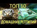 ТОП-10 РЕПТИЛИЙ ДЛЯ ДОМА! Какие рептилии лучше всего подойдут для домашнего содержания!