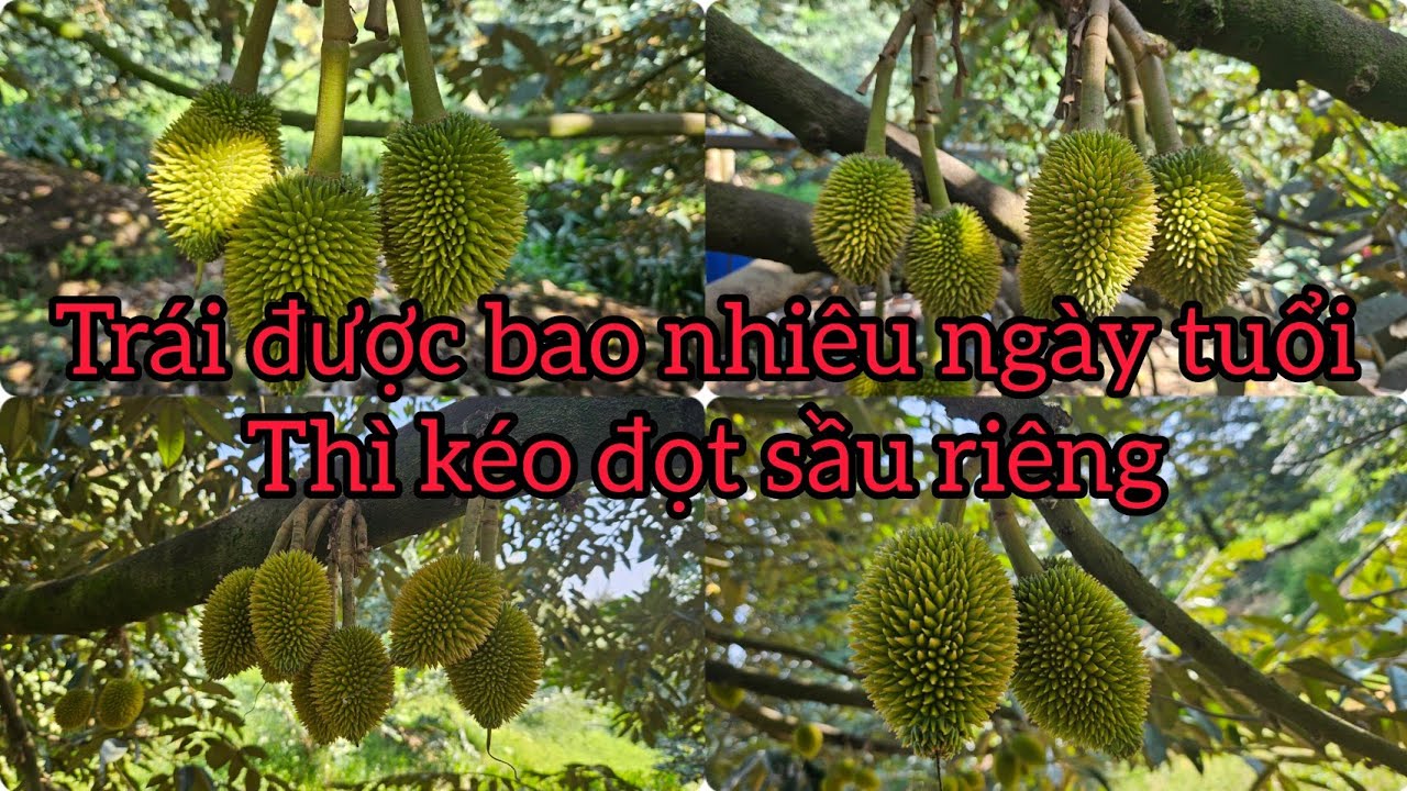 TRÁI SẦU RIÊNG RI6 BAO NHIÊU NGÀY TUỔI THÌ KÉO ĐỌT KHÔNG ẢNH HƯỞNG ĐẾN QUÁ TRÌNH PHÁT TRIỂN TRÁI