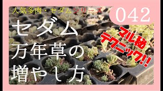 多肉植物セダム 万年草の挿し木の増やし方、マル秘テクニック‼自己流のやり方教えます！　By園芸チャンネル　042