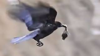 無修正0509閲覧注意【 カルガモ親子の引っ越しで雛鳥がカラスに捕食される】道路横断。段差を下る。他鴨に襲われ、溺れる。バン親子も。　#身近な生き物語 #カルガモ親子 #カルガモ引っ越し