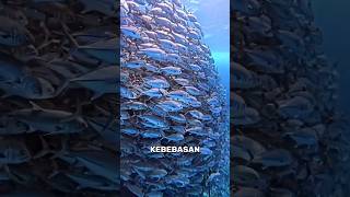 Fakta unik ikan Tuna: Gak bisa berhenti berenang 🐟 #shorts #facts