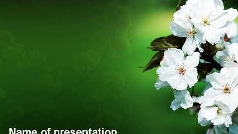 Blooming Cherry Tree In The Spring PowerPoint Template by PoweredTemplate.com