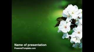 Blooming Cherry Tree In The Spring PowerPoint Template by PoweredTemplate.com