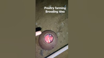 poultry farming brooding idea #poultryfarming #poultry_business