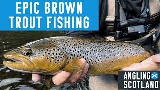 Fly Fishing for HUGE Brown Trout and Grayling on the River Tweed