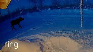 Have You Ever Seen a Moose Do This?! | RingTV