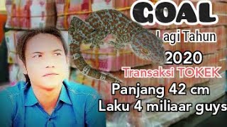reptil tokek bintik merah panjang 42 cm terjual 4 miliar guyss.