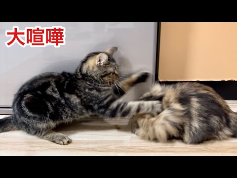 不機嫌なのに気付かず話しかけて大喧嘩になってしまった先住猫と子猫