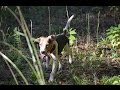 How To Build A Good Beagle Pack (Benson's Kennel) How To Build A Good Beagle Pack (Benson's Kennel)