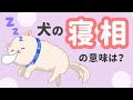 愛犬の寝相は?寝る姿勢でわかる!犬の心理と熟睡レベル