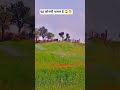 यह कोनसी फसल है 😱🤔 #song #villagelife #khetibadi #newshort #agriculture #farming
