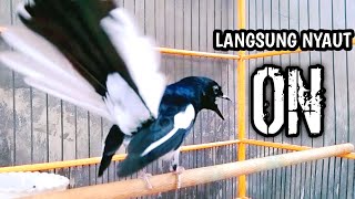 LANGSUNG NYAUT ON BIKIN EMOSI KACER LAIN  !! PANCINGAN KACER GACOR PASTI NYAUT AMPUH.