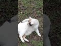 Stella Whispers