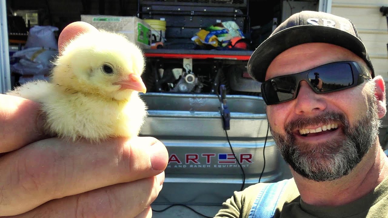 BEST NO-NONSENSE EASY GUIDE to RAISING YOUR NEW BABY CHICKS with success!