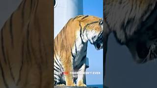 Trapped by Tigers, He Came Up With a Crazy Escape