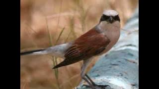 Love never broke anyone's heart