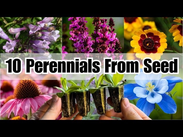 10 Perennials to Start From Seed in June  Grow Your Garden CHEAP &  FAST!
