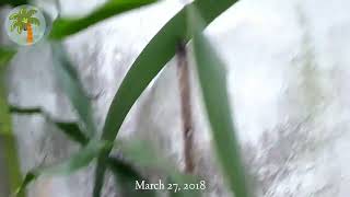 Part 1 Syagrus Coronata