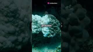 What Exactly Is A Coral?