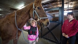 40 year old horse keeps kids happy