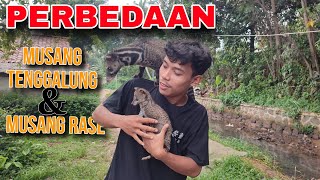 PERBEDAAN musang rase dan musang tenggalung KUSU PEMULA