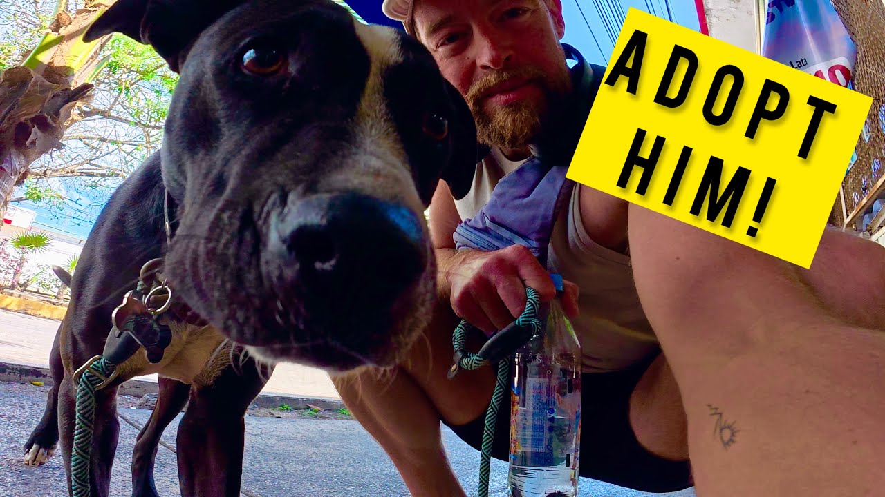 This Sweet Dog Needs a Home in Playa del Carmen 💔🐶