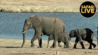 safariLIVE - Sunset Safari - August 25, 2019