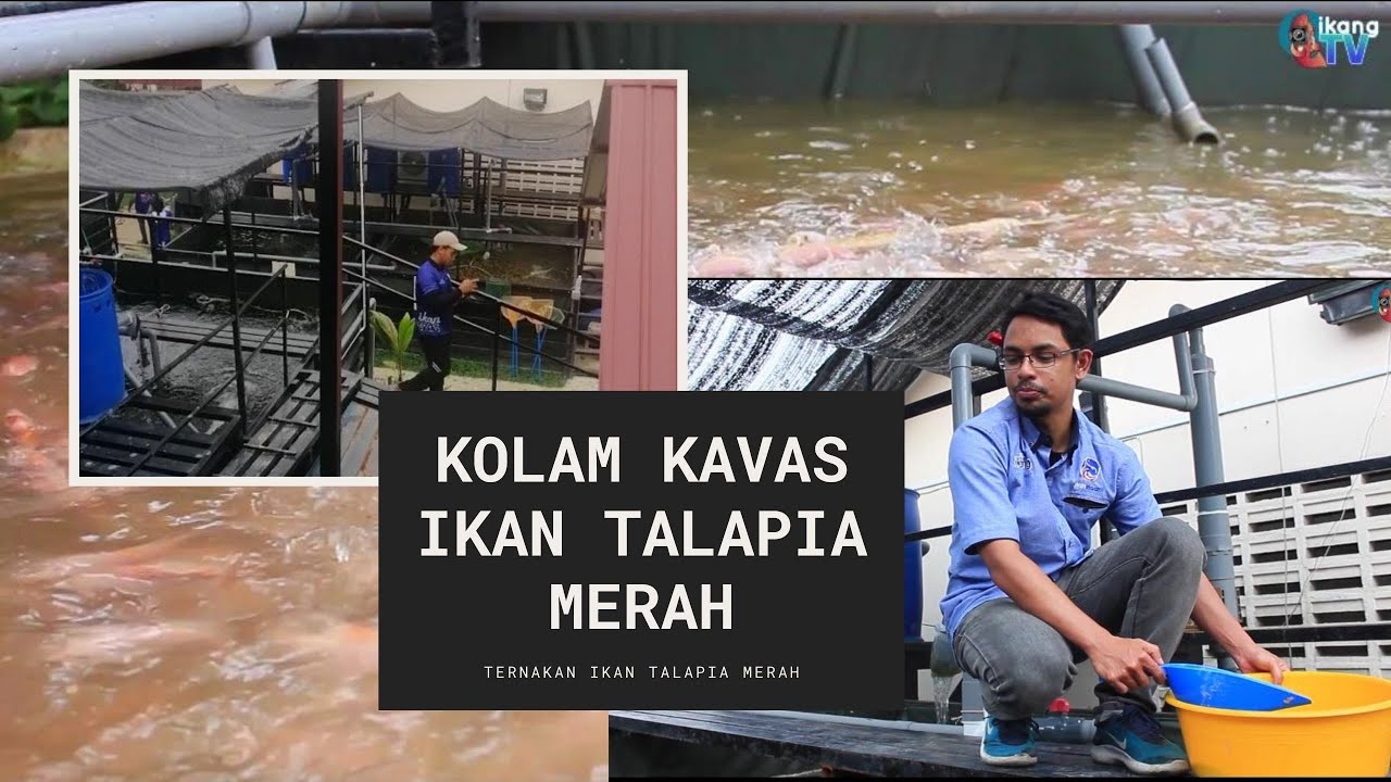 Ternak Ikan Talapia Dalam Kolam Kanvas YouTube