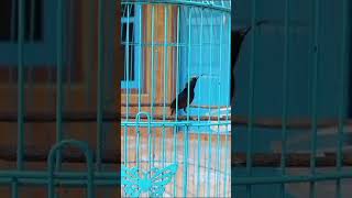 Download Lagu burung jos gacor@Irw channel MP3