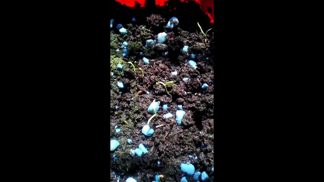 My Window farm, Part 1