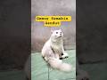 Gemoy Semakin Gendut #cat #viral #shorts