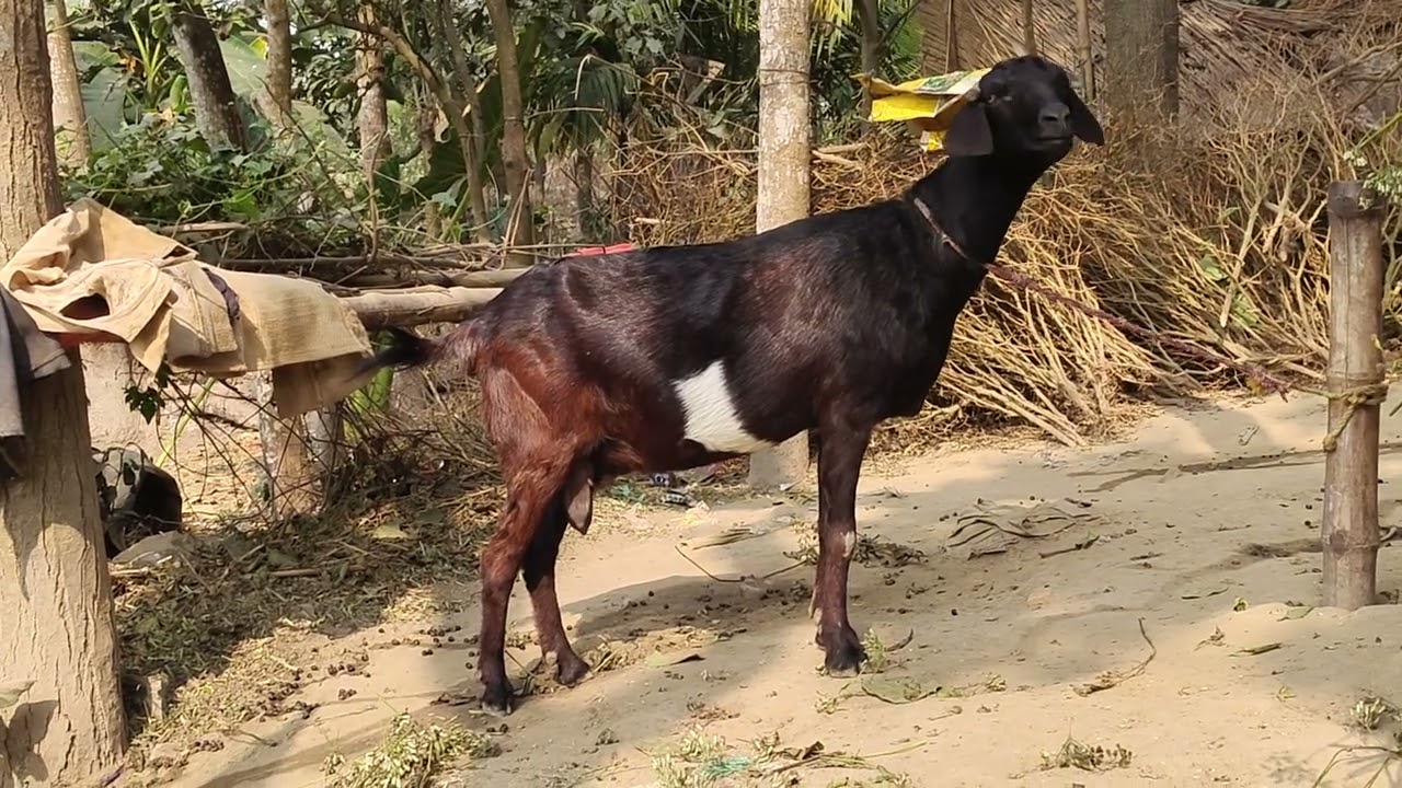 দেশী ব্ল্যাক বেঙ্গল ছাগল পালনে খুব লাভ #goat 