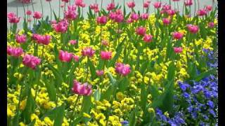 Remember - Renato Falerni - Locarno fiori e piante screenshot 3