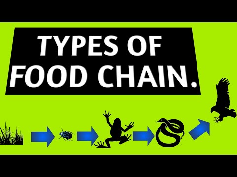 Types of food chain in ecosystem | Food chain types | 2020