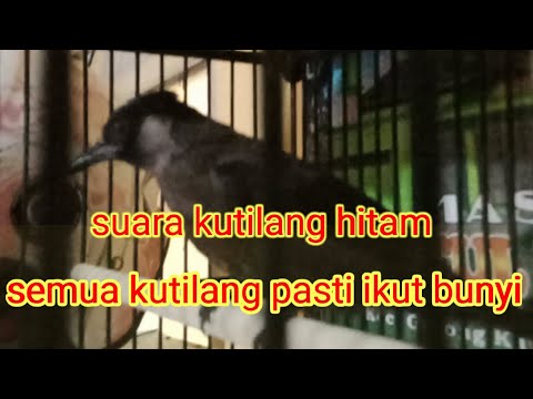 kutilang hitam pekat gacor buat pancingan bunyi