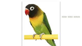 KOMPILASI MASTERAN MURAI BATU