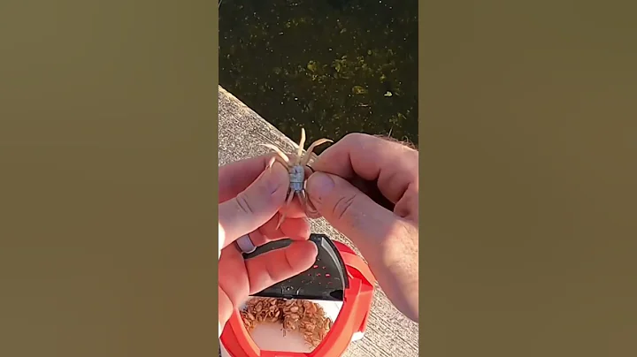 How to Rig Fiddler Crabs for Sheepshead Fishing #shorts #fishing #florida