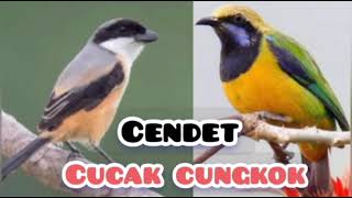 Masteran Burung Cucak Cungkok dan Cendet Gacor