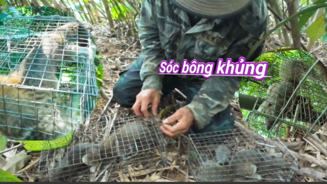 Thăm Bẫ,y Sóc Ngày Mưa Xối Xả Đã Tóm Gọn Bầy Sói Bông#mạnhgàtv 