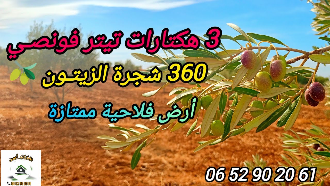 2025-11-5 :3 هكتارات محفظة ، 360 زيتونة 🫒 ، الطريق ،الضو ، الماء ، أرض فلاحية ممتازة .☎️  0652902061