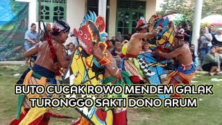 KELUARNYA BUTO LAWASAN CUCAK ROWO MENDEM GANAS || turonggo sakti dono Arum